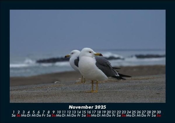 Produktbild: M&ouml;wen 2025 Fotokalender DIN A5