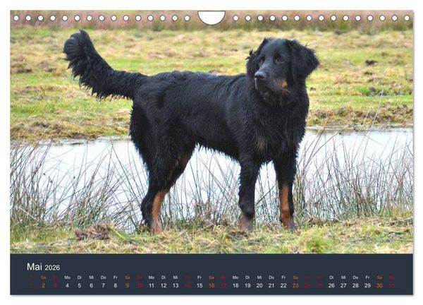 Produktbild: Ein Hovawart, ein Wachhund (Wandkalender 2026 DIN A4 quer), CALVENDO Monatskalender