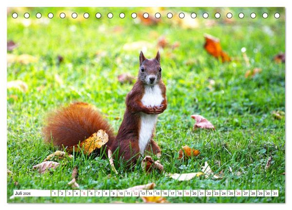 Produktbild: Eichh&ouml;rnchen in freier Natur (Tischkalender 2026 DIN A5 quer), CALVENDO Monatskalender