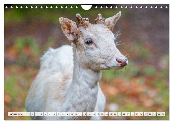 Produktbild: Rehe - Sanfte Waldbewohner (Wandkalender 2026 DIN A4 quer), CALVENDO Monatskalender