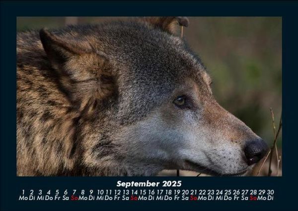 Produktbild: Welt der Tiere 2025 Fotokalender DIN A5
