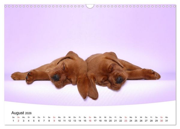 Produktbild: S&uuml;&szlig;e Tr&auml;ume 2026 - schlafende Hundewelpen (Wandkalender 2026 DIN A3 quer), CALVENDO Monatskalender