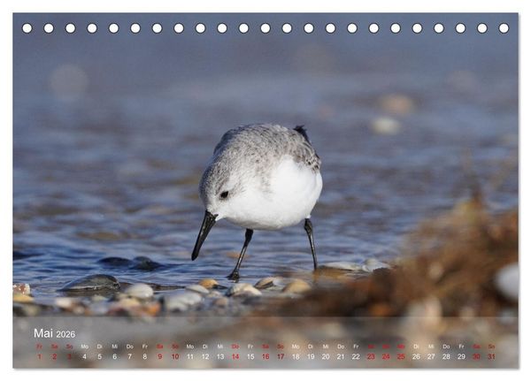 Produktbild: V&ouml;gel an Deutschlands K&uuml;sten (Tischkalender 2026 DIN A5 quer), CALVENDO Monatskalender