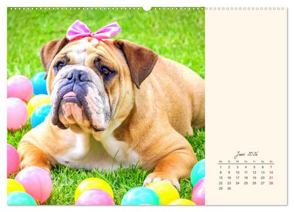 Produktbild: Dicke Freunde. Englische Bulldoggen (Wandkalender 2026 DIN A2 quer), CALVENDO Monatskalender
