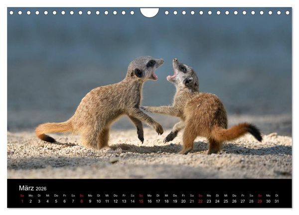 Produktbild: Lustige Erdm&auml;nnchen (Wandkalender 2026 DIN A4 quer), CALVENDO Monatskalender
