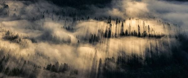 Produktbild: Das Fl&uuml;stern der W&auml;lder