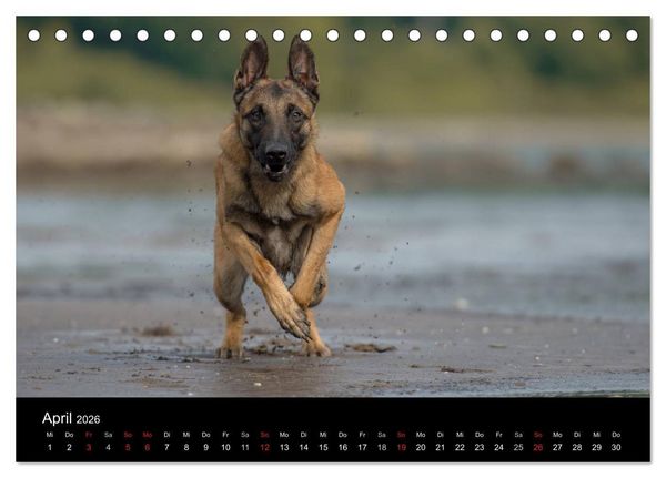 Produktbild: Belgischer Sch&auml;ferhund - Der Malinois in Action (Tischkalender 2026 DIN A5 quer), CALVENDO Monatskalender