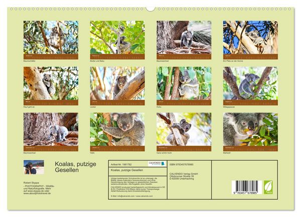 Produktbild: Koalas, putzige Gesellen (hochwertiger Premium Wandkalender 2026 DIN A2 quer), Kunstdruck in Hochglanz