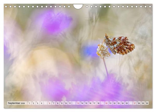 Produktbild: Magie der Schmetterlinge (Wandkalender 2026 DIN A4 quer), CALVENDO Monatskalender