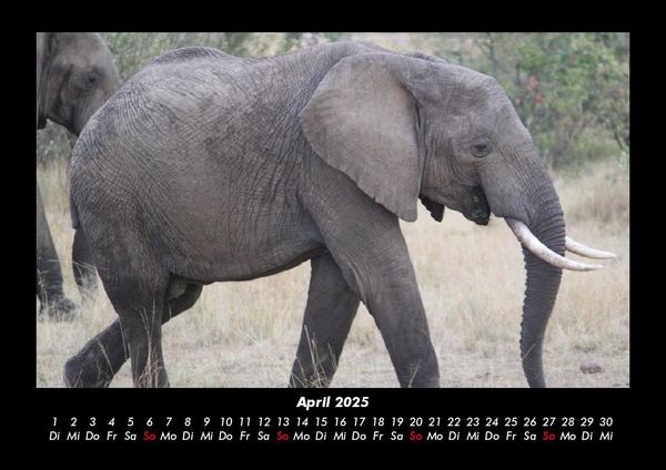Produktbild: Elefanten 2025 Fotokalender DIN A3