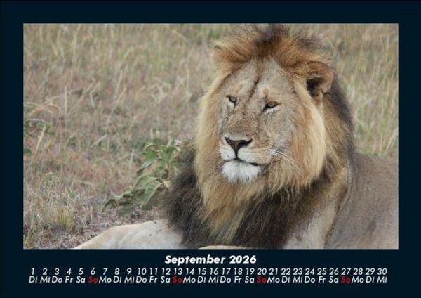 Produktbild: Zoobewohner 2026 Fotokalender DIN A5