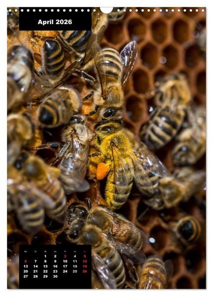 Produktbild: Bienen in ihrem geheimen Reich (Wandkalender 2026 DIN A3 hoch), CALVENDO Monatskalender