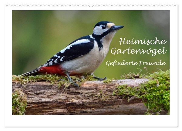 Heimische Gartenvögel - Gefiederte Freunde (Wandkalender 2026 DIN A2 quer), CALVENDO Monatskalender