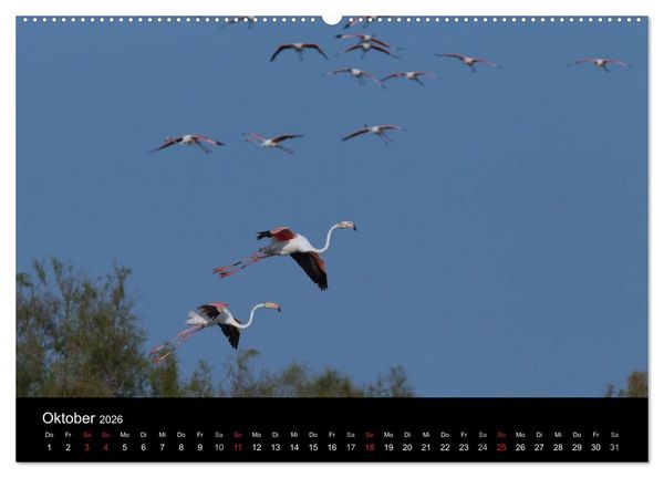 Produktbild: Flamingos der Camargue 2026 (hochwertiger Premium Wandkalender 2026 DIN A2 quer), Kunstdruck in Hochglanz