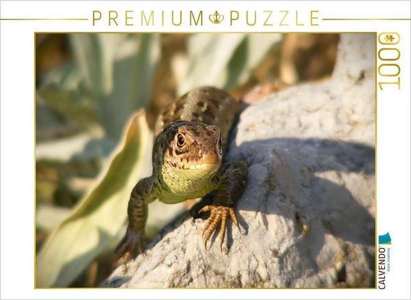 CALVENDO Puzzle Zauneidechse auf Stein | 1000 Teile Lege-Größe 64x48cm Foto-Puzzle für glückliche Stunden