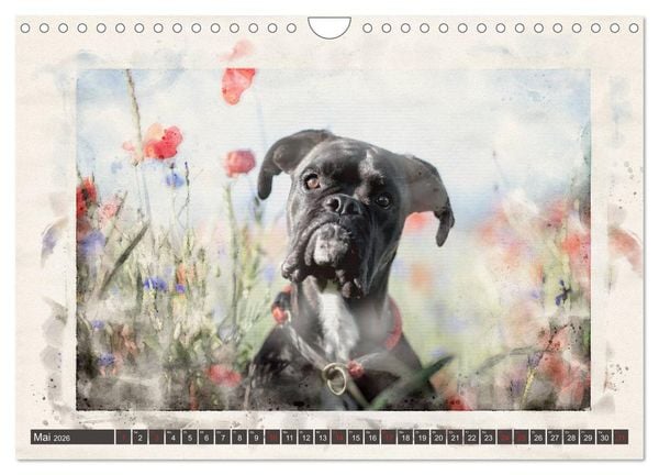 Produktbild: Boxer Photo&Kunst (Wandkalender 2026 DIN A4 quer), CALVENDO Monatskalender