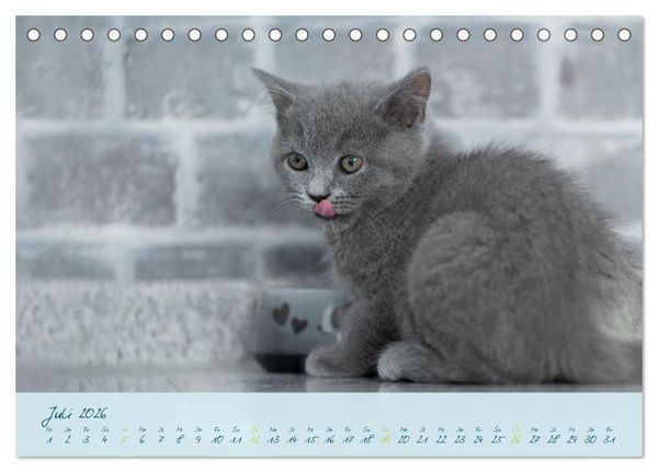 Produktbild: Ein kleiner Kater entdeckt die Welt! (Tischkalender 2026 DIN A5 quer), CALVENDO Monatskalender