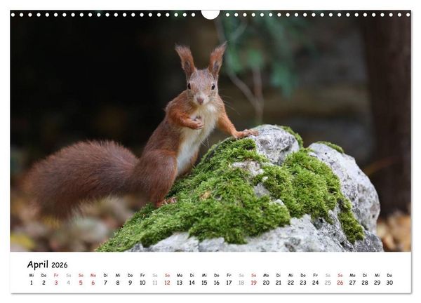 Produktbild: Unsere Eichh&ouml;rnchen in Bayern (Wandkalender 2026 DIN A3 quer), CALVENDO Monatskalender