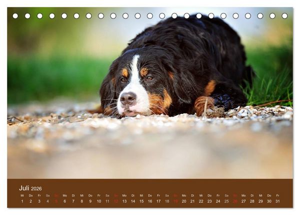 Produktbild: Berner Sennenhunde (Tischkalender 2026 DIN A5 quer), CALVENDO Monatskalender