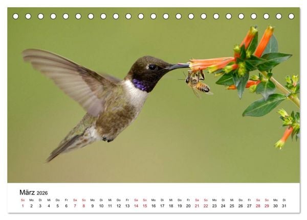 Produktbild: Kolibris - Juwelen der L&uuml;fte (Tischkalender 2026 DIN A5 quer), CALVENDO Monatskalender