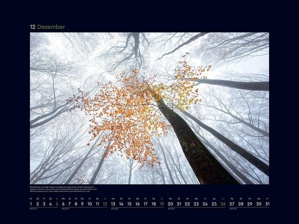 Produktbild: Magische W&auml;lder der Erde - KUNTH Wandkalender 2027