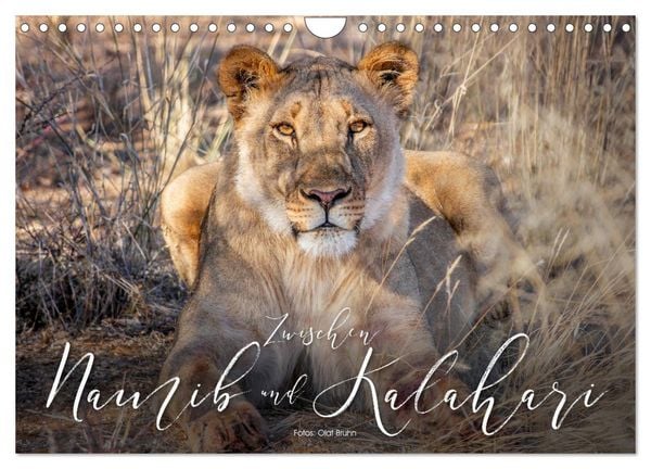 Produktbild: Zwischen Namib und Kalahari (Wandkalender 2026 DIN A4 quer), CALVENDO Monatskalender