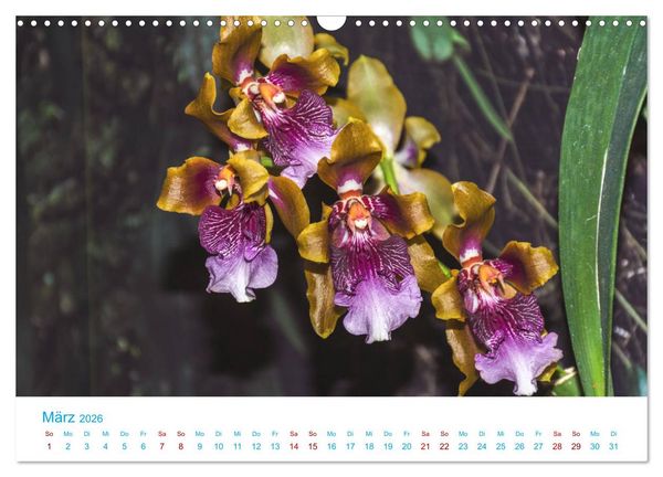 Produktbild: Die K&ouml;nigin der Blumenwelt, die Orchidee (Wandkalender 2026 DIN A3 quer), CALVENDO Monatskalender