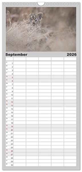 Produktbild: Familienplaner 2026 - Raubkatzenkinder mit 5 Spalten (Wandkalender, 21 x 45 cm) CALVENDO