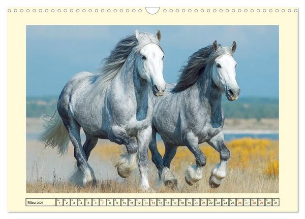Produktbild: Shire Horse Zauber. Englands elegante Riesen (Wandkalender 2027 DIN A3 quer), CALVENDO Monatskalender