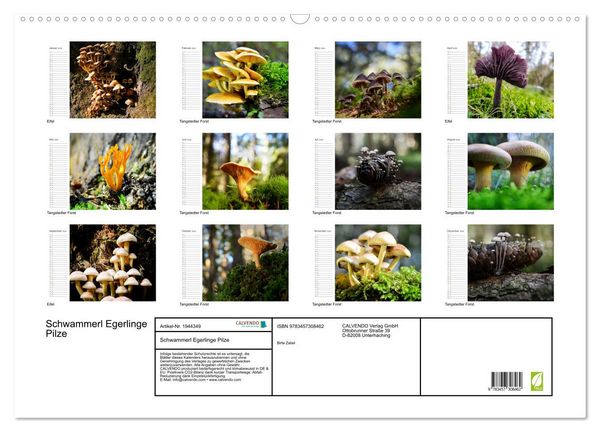 Produktbild: Schwammerl Egerlinge Pilze (Wandkalender 2026 DIN A2 quer), CALVENDO Monatskalender