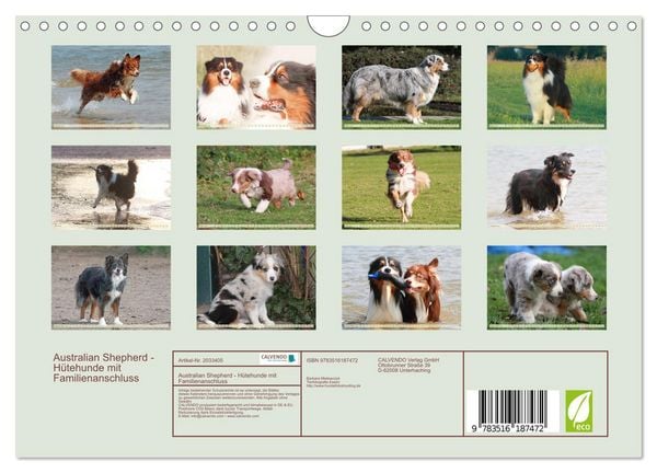 Produktbild: Australian Shepherd - H&uuml;tehunde mit Familienanschluss (Wandkalender 2026 DIN A4 quer), CALVENDO Monatskalender