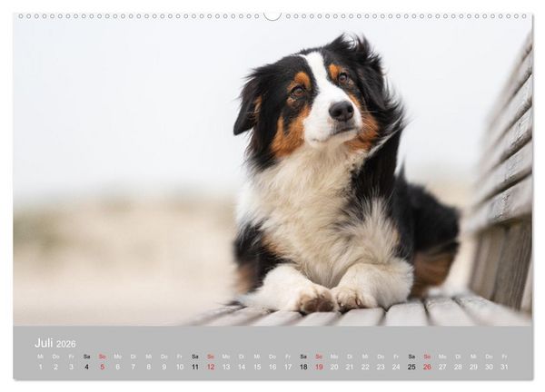 Produktbild: Australian Shepherd 2026 (Wandkalender 2026 DIN A2 quer), CALVENDO Monatskalender