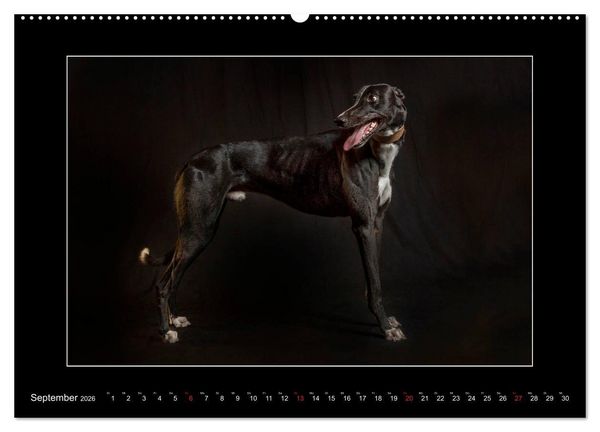 Produktbild: Windhunde - Schnelle Sch&ouml;nheiten (Wandkalender 2026 DIN A2 quer), CALVENDO Monatskalender