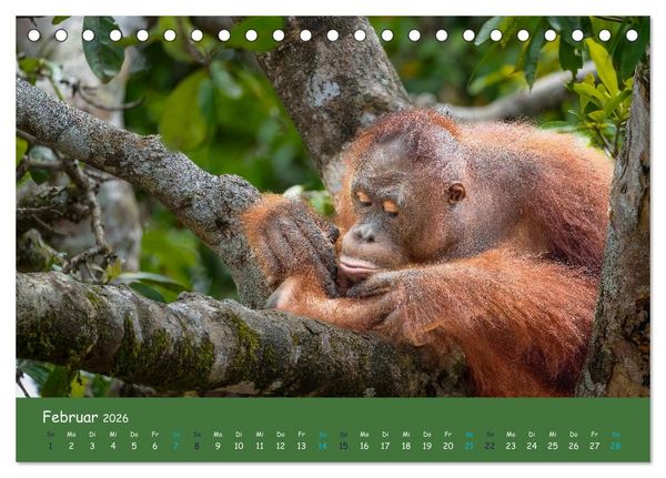 Produktbild: Orang Utans - Indonesien (Tischkalender 2026 DIN A5 quer), CALVENDO Monatskalender