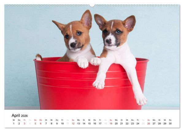 Produktbild: Bezaubernde Basenji-Welpen (Wandkalender 2026 DIN A2 quer), CALVENDO Monatskalender