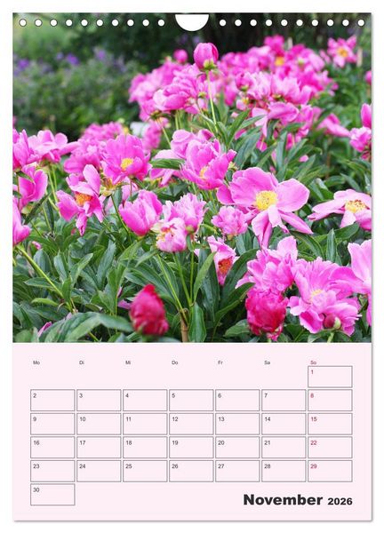 Produktbild: Pfingstrosen Rosen ohne Dornen (Wandkalender 2026 DIN A4 hoch), CALVENDO Monatskalender