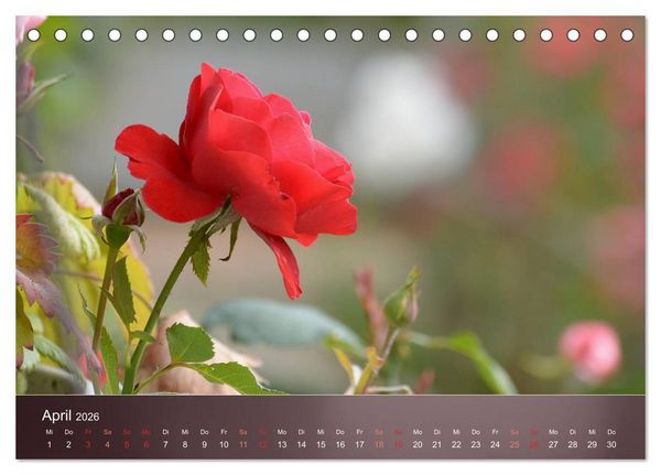 Produktbild: Zarte Sch&ouml;nheiten - Rosen (Tischkalender 2026 DIN A5 quer), CALVENDO Monatskalender