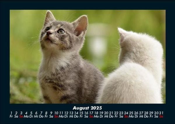 Produktbild: F&uuml;r Katzenfreunde 2025 Fotokalender DIN A5