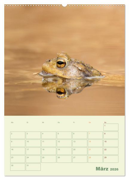 Produktbild: Waldmomente (Wandkalender 2026 DIN A2 hoch), CALVENDO Monatskalender