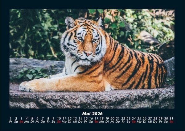 Produktbild: Tiger 2026 Fotokalender DIN A4