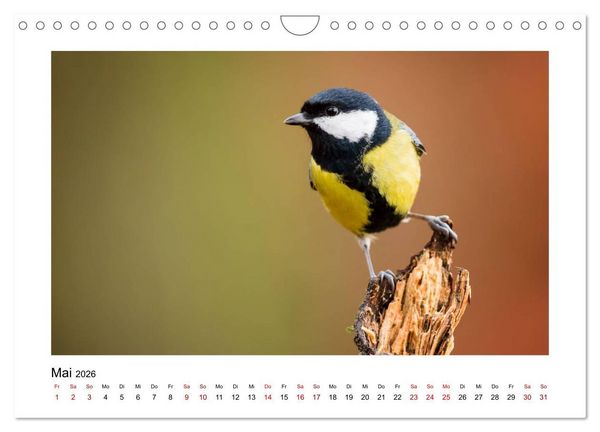 Produktbild: Deutschlands Wildtiere (Wandkalender 2026 DIN A4 quer), CALVENDO Monatskalender