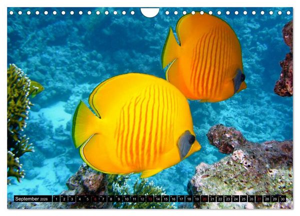 Produktbild: Fische und Meerestiere (Wandkalender 2026 DIN A4 quer), CALVENDO Monatskalender