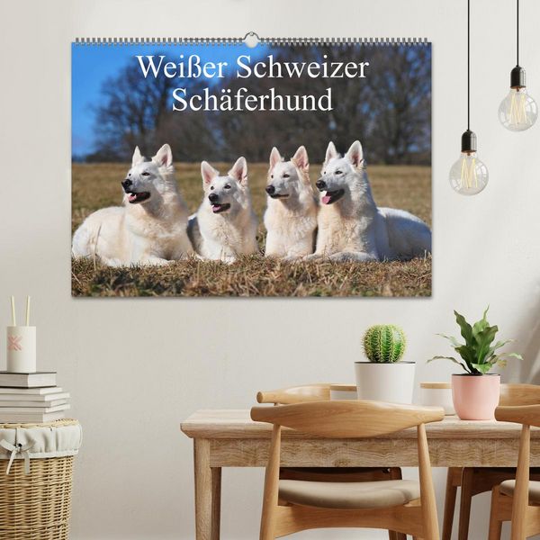 Produktbild: Wei&szlig;er Schweizer Sch&auml;ferhund (Wandkalender 2026 DIN A2 quer), CALVENDO Monatskalender