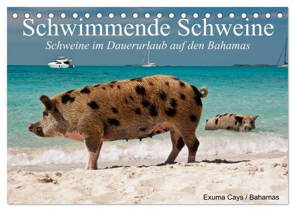Produktbild: Schwimmende Schweine (Tischkalender 2026 DIN A5 quer), CALVENDO Monatskalender