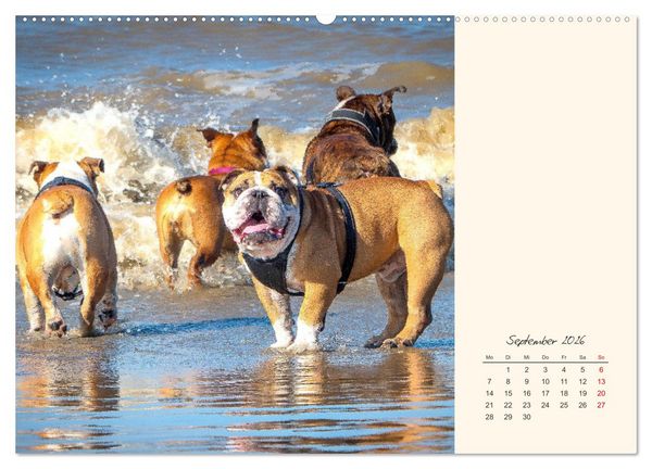 Produktbild: Dicke Freunde. Englische Bulldoggen (Wandkalender 2026 DIN A2 quer), CALVENDO Monatskalender