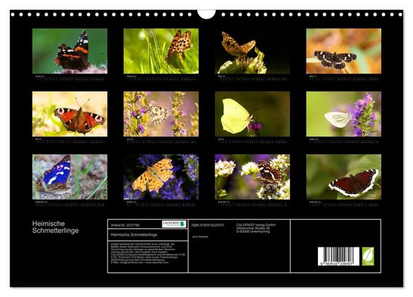 Produktbild: Heimische Schmetterlinge (Wandkalender 2026 DIN A3 quer), CALVENDO Monatskalender