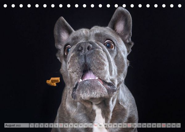 Produktbild: Boxerh&uuml;ndin Paula and Friends (Tischkalender 2022 DIN A5 quer)