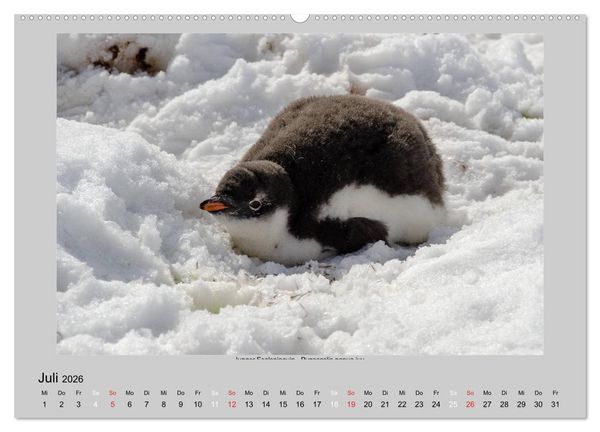 Produktbild: Tierleben in der Antarktis (Wandkalender 2026 DIN A2 quer), CALVENDO Monatskalender