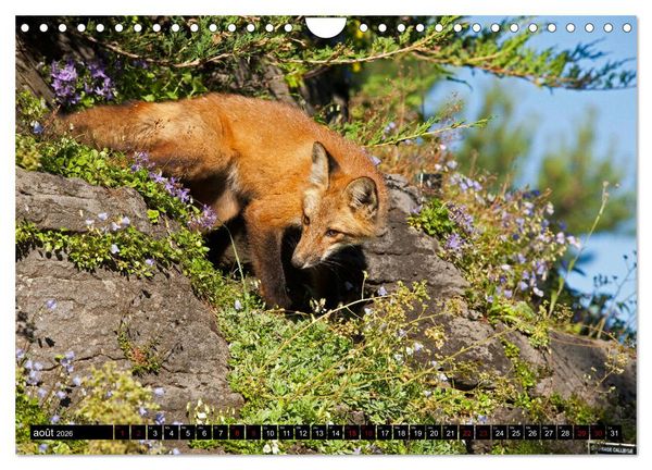 Produktbild: LE PETIT ROUQUIN (Calendrier mural 2026 DIN A4 vertical), CALVENDO calendrier mensuel