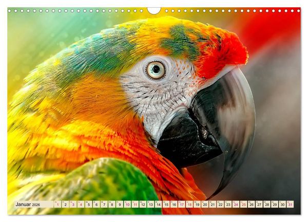 Produktbild: Mein bunter Papagei (Wandkalender 2026 DIN A3 quer), CALVENDO Monatskalender